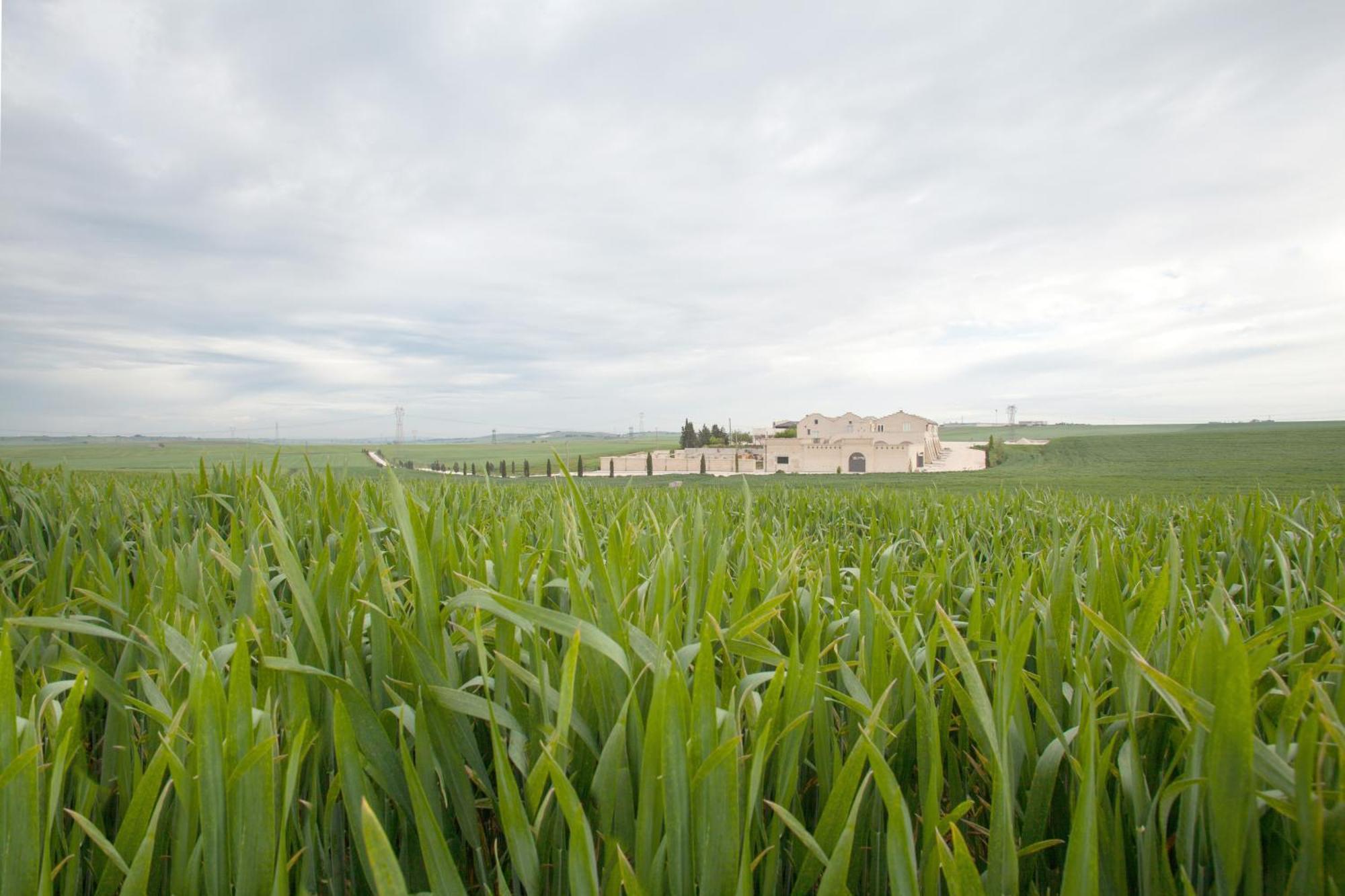 Tenuta Danesi - Camere - Appartamenti - Bubble Room Ματέρα Εξωτερικό φωτογραφία